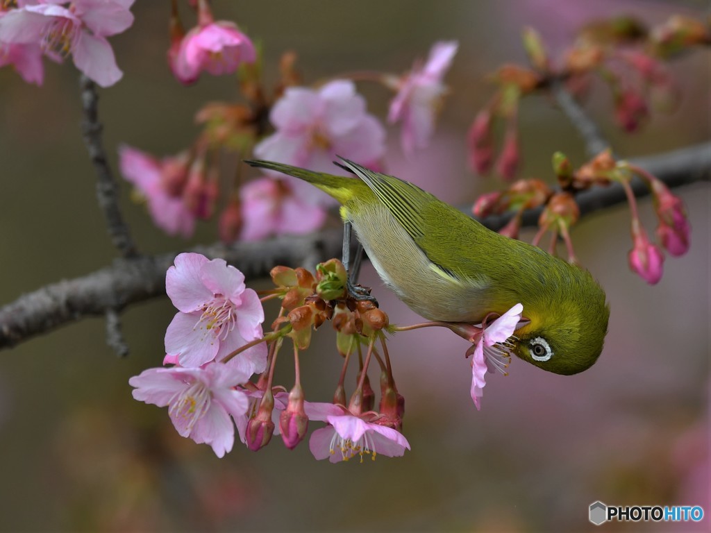 20190306-3　河津桜とメジロ