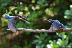 俺の縄張りだ‼️