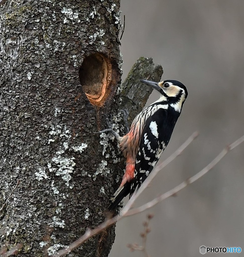 20190402-1　オオアカゲラ
