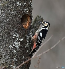 20190402-1　オオアカゲラ