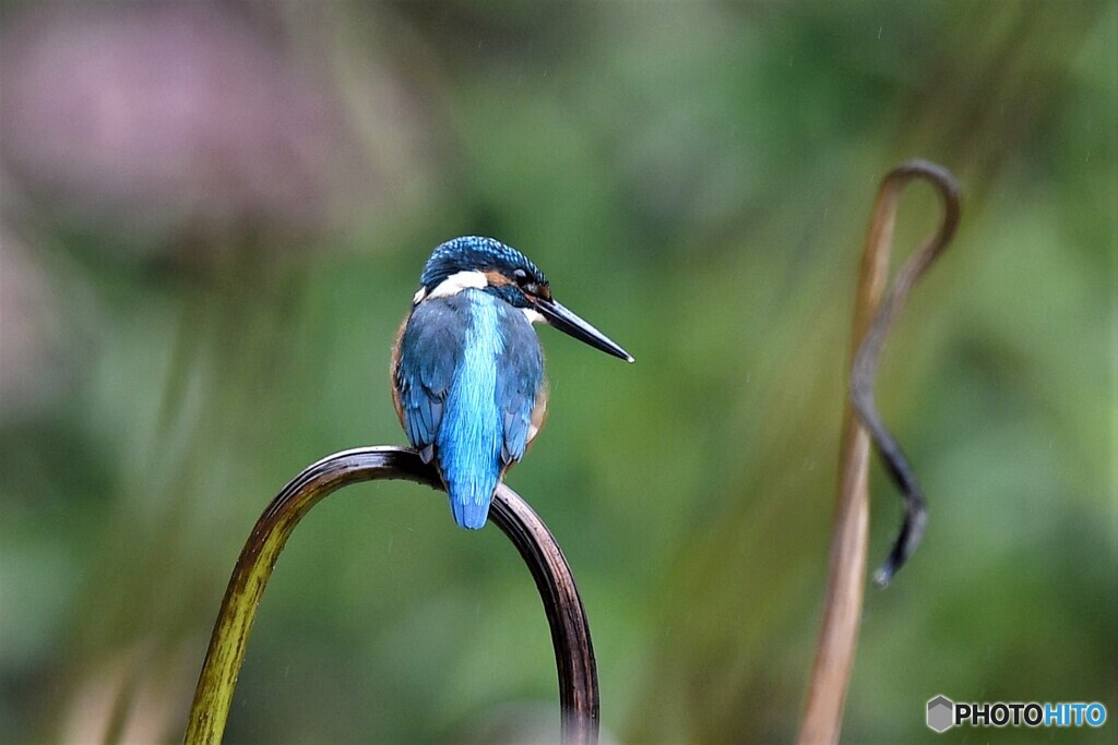 20191014　枯れ蓮カワセミ-2