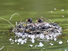 20190425-3　カイツブリ