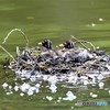 20190425-3　カイツブリ
