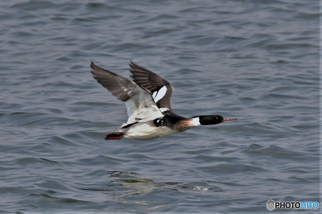 ウミアイサ20180224-4