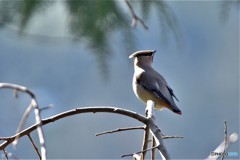 ヒレンジャクその2