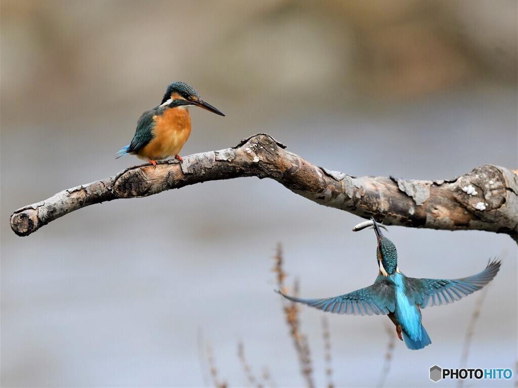20210108　撮り初めはカワセミから-3