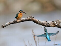 20210108　撮り初めはカワセミから-3