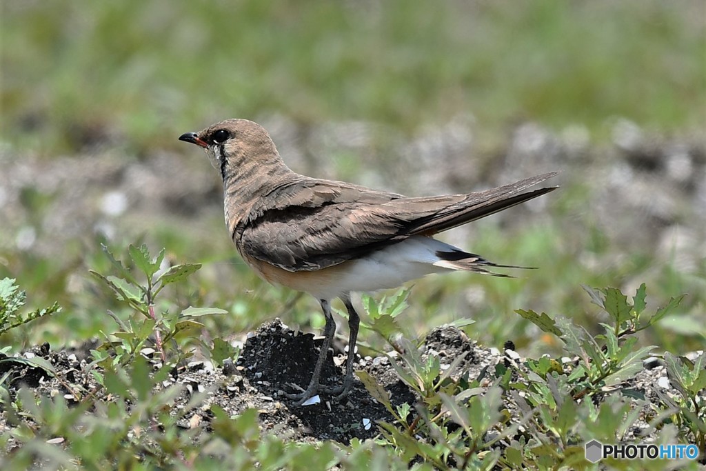 20180625-1 ツバメチドリ