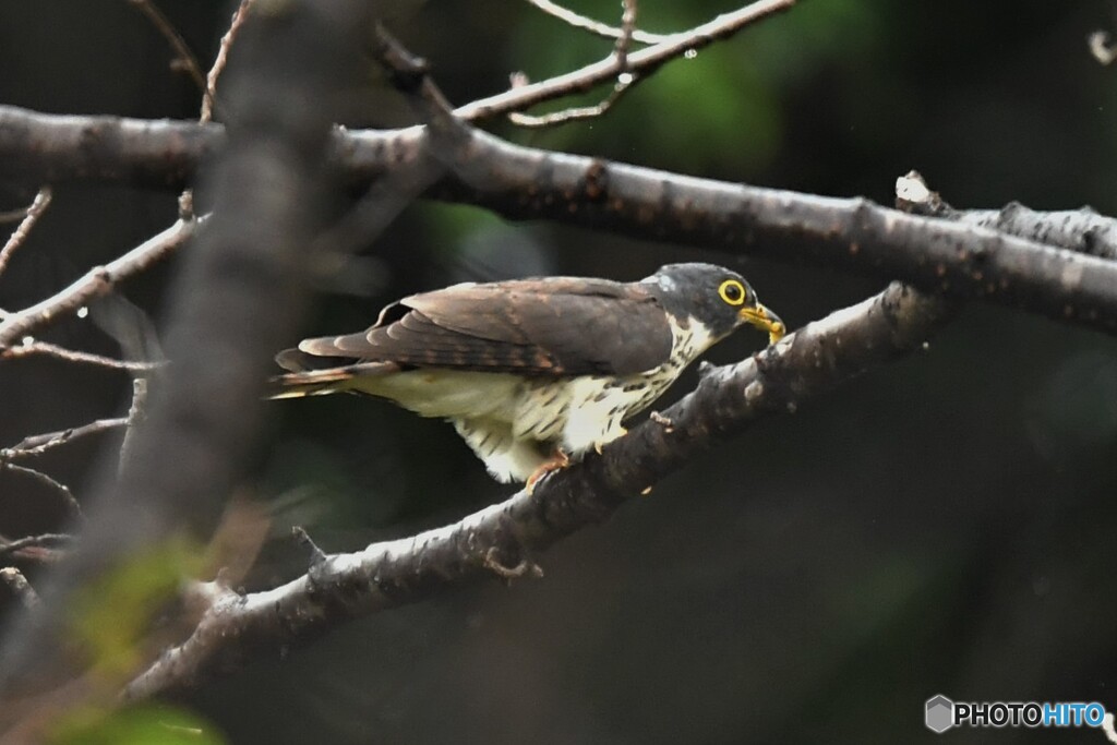 20191003　ジュウイチの幼鳥-2