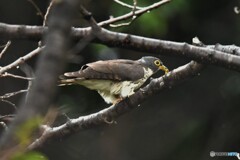20191003　ジュウイチの幼鳥-2