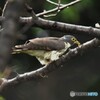 20191003　ジュウイチの幼鳥-2