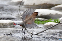 来年も飛来するのかな？その2