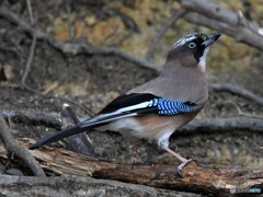 20190202-1　今日のカケス