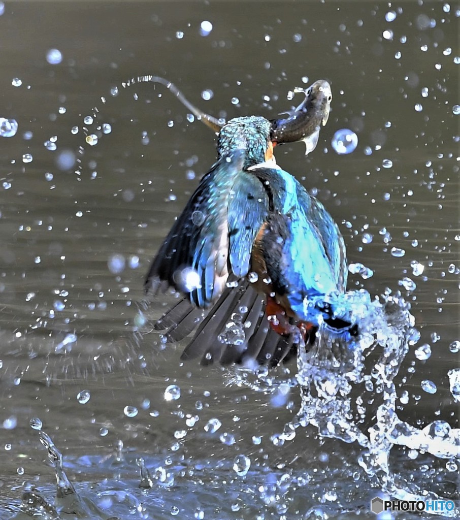 20190301-3　今日のカワセミ