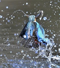 20190301-3　今日のカワセミ