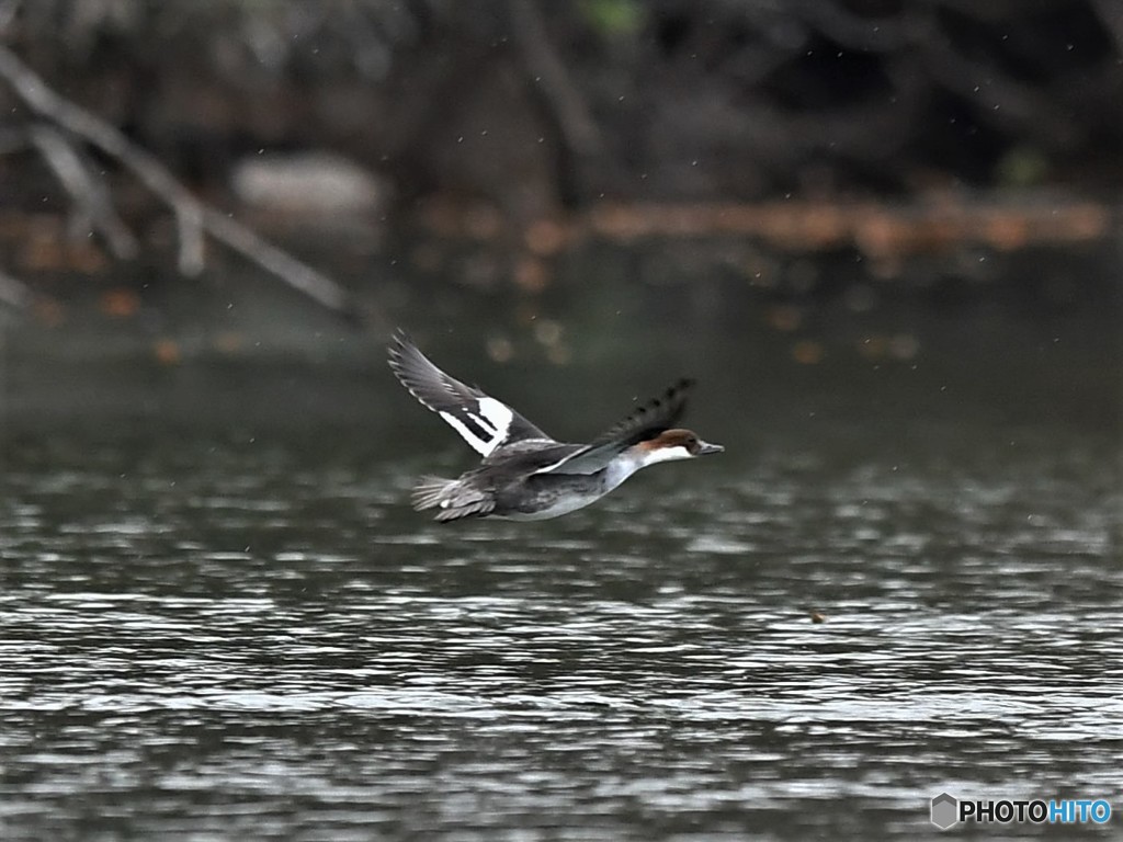 20181227-3　ミコアイサ