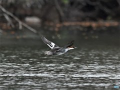 20181227-3　ミコアイサ