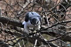 オオタカ 20180303-2