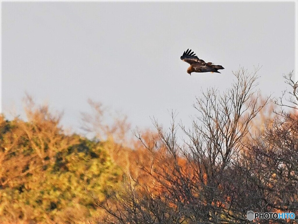 20191112　Golden Eagle-3