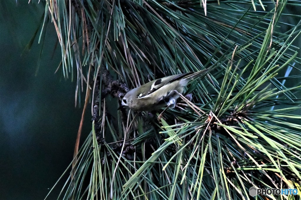 一番小さな鳥さん3
