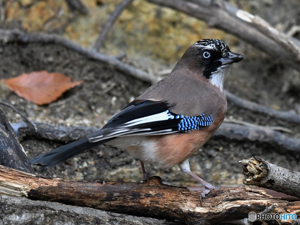 20190202-3　今日のカケス