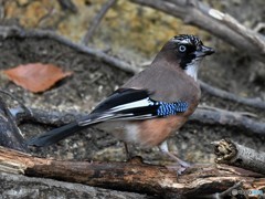 20190202-3　今日のカケス