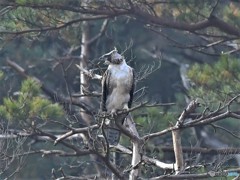 20181201-2　クマタカ