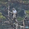 20181201-2　クマタカ