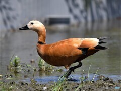 20200419　アカツクシガモ-4