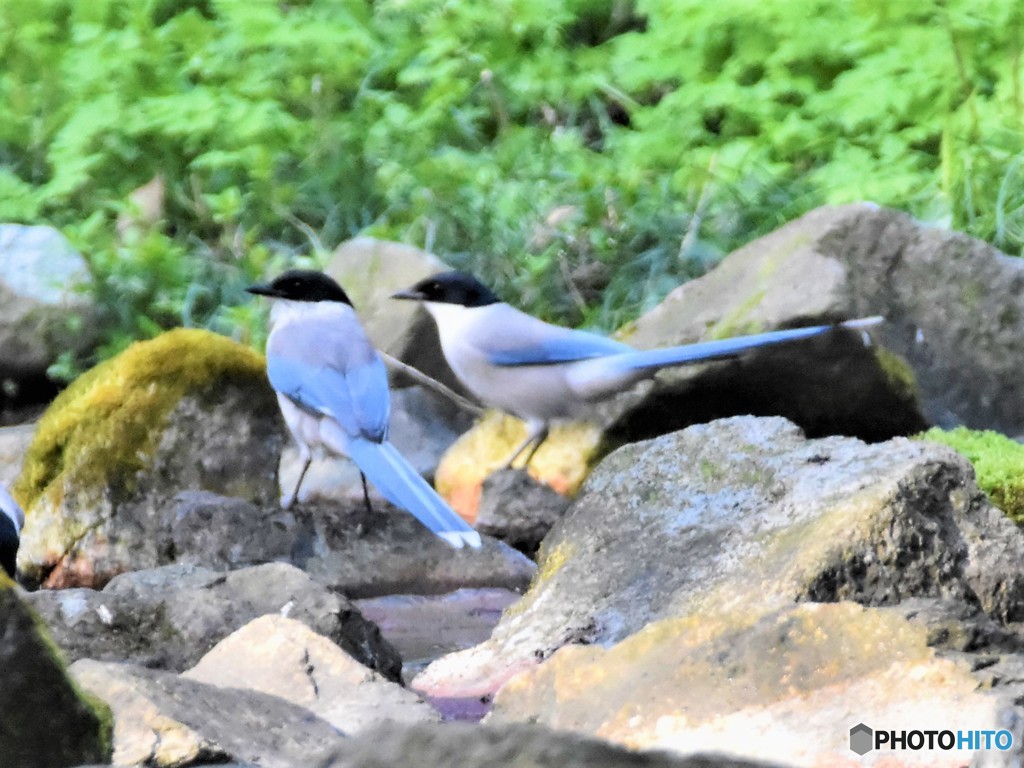 20190406-3　オナガ