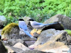 20190406-3　オナガ