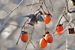 ヒレンジャクその5