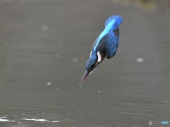 20190131-5　カワセミ