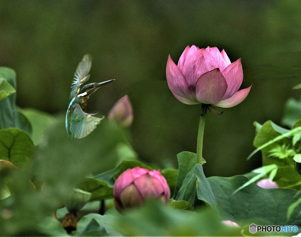 20190710　合成カワセミ