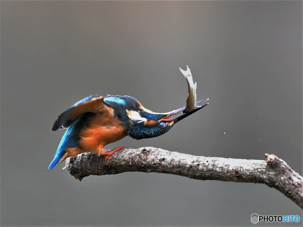 20190220-2　今日のカワちゃん