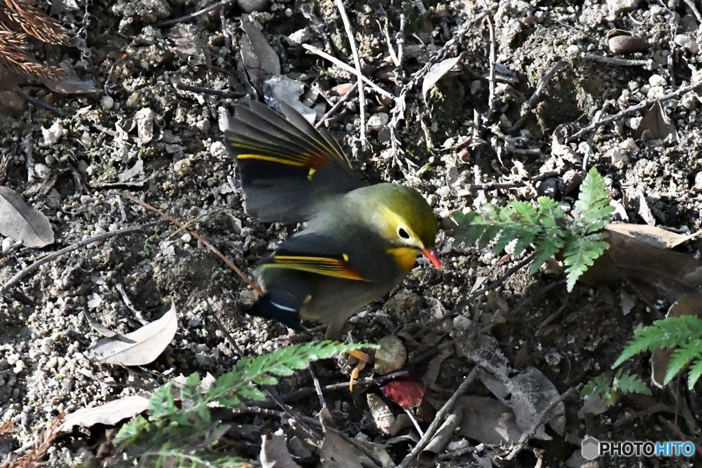 ソウシチョウ 20180302-3