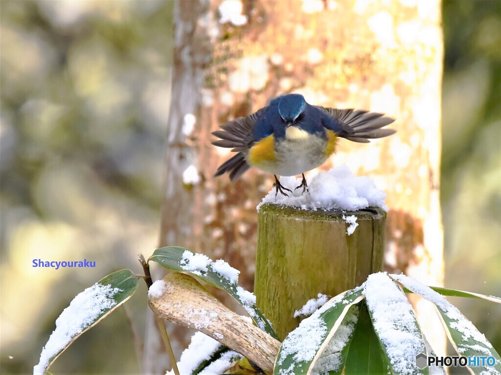 20220217　雪中ルリビタキ➂