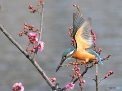 20190213-5　紅梅と翡翠