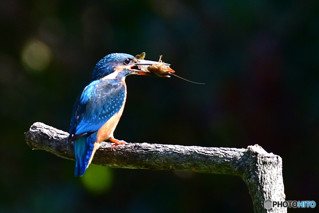 エビをゲット‼️