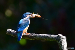 エビをゲット‼️