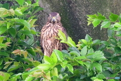 幼鳥のガン見‼︎
