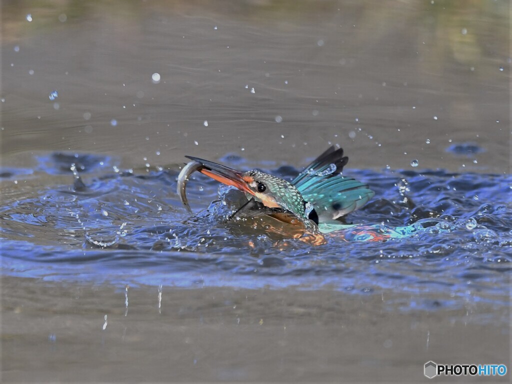 20210119　カワセミ（ダイビング）-2