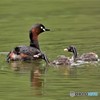 20190425-2　カイツブリ