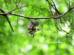 2023/06/30　サンコウチョウの巣立ち④