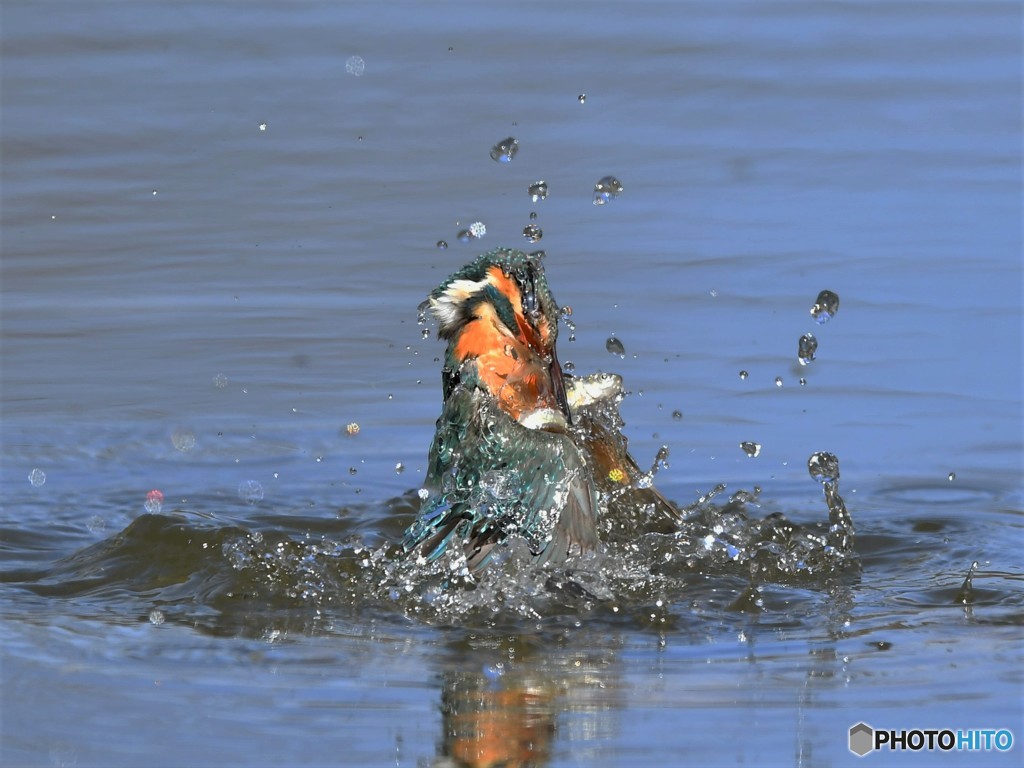 20190318-1　カワセミ