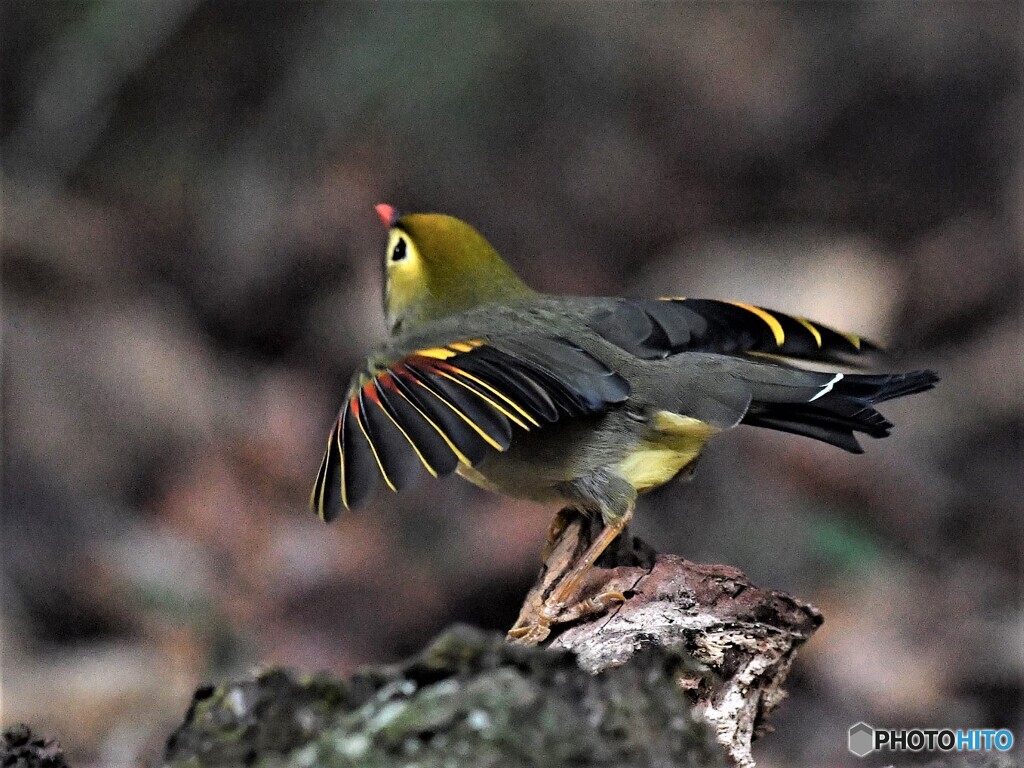 20201227　ソウシチョウ-2
