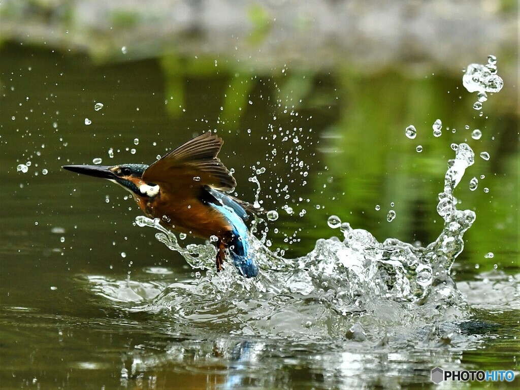 20190716　カワセミ-3
