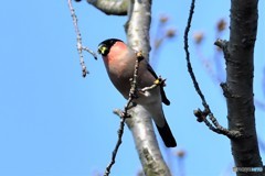 ウソ 20180314-1