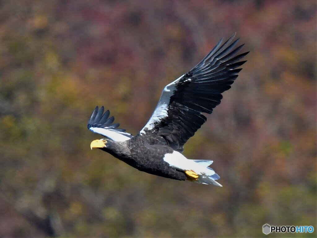20201202　オオワシの紅葉飛翔-1