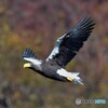 20201202　オオワシの紅葉飛翔-1